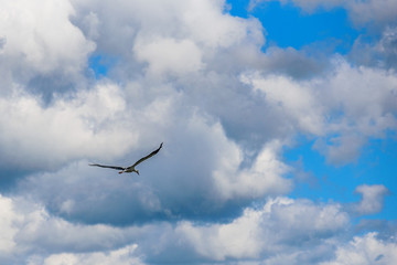 the stork flies against the background of clouds