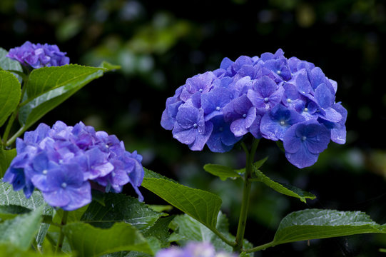 52 129 Best 紫陽花 Images Stock Photos Vectors Adobe Stock