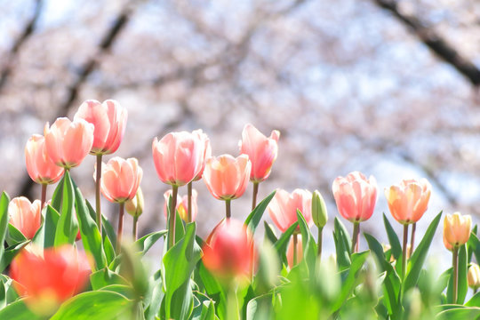桜の背景にチューリップ