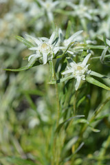 Edelweiss