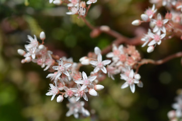 Murale White Stonecrop