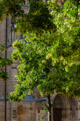 linden tree on church historical place