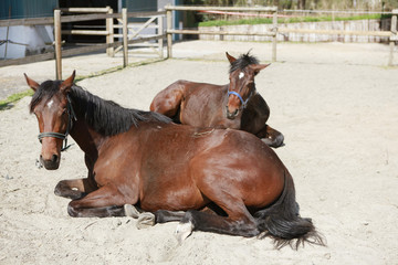 two young horses lie on paddock - 210853445