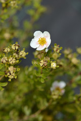 Shrubby cinquefoil