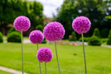 Fleurs d'ail géant (Allium giganteum) au parc en été.