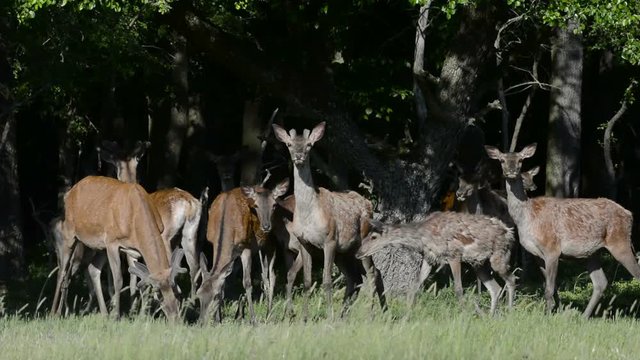 Red deer in The Pasture