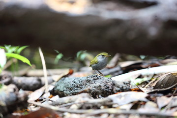 Grey-bellied tesia (Tesia cyaniventer) in Dalat, Vietnam