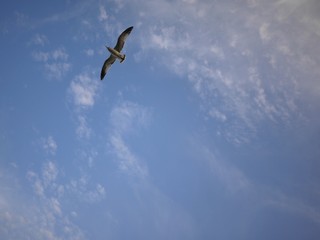 Fototapeta na wymiar A Sea bird flying in the blue sky in California