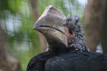 Bird 2