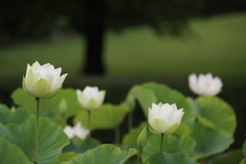 公園の中で咲き始めた白い蓮