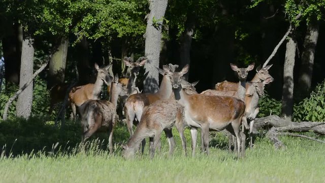 Red deer in The Pasture
