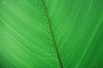 Texture of a green big leaf as background