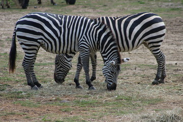 Naklejka premium Zebra 5