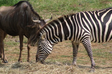 Zebra 3