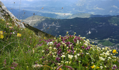 Blumen am Berg