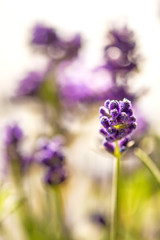 Lavender with blurred background