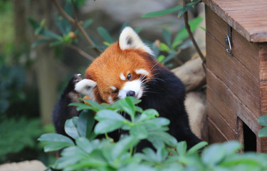 red panda