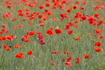 Fototapeta premium A field full of red poppy flowers between grasses at the edge of the forest