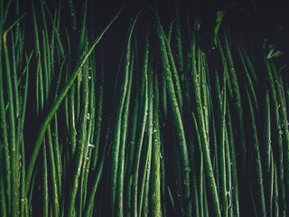 full frame shot of leek sprouts covered with droplets