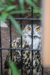Owl 2