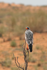 The southern pale chanting goshawk (Melierax canorus) is sitting on the branch with red dunes of the desert in background