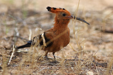 The African hoopoe (Upupa africana) is sitting on the ground and looking for the food. Beautiful yellow and orange bird.