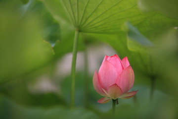 葉っぱの陰で厚さ対策する蓮