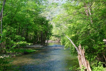 The flowing creek in the summertime forest.