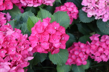 ピンク色の紫陽花