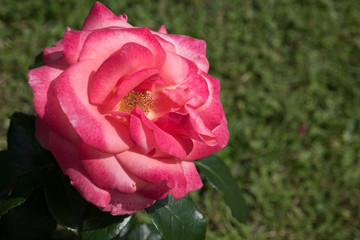 Beautiful big pink rose against green foliage