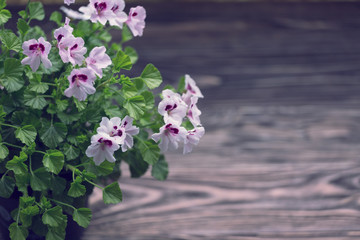 Blossoming  geranium on a wooden background Shabby Chic