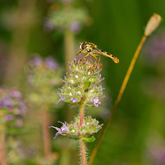 Marmalade howerfly bee stands on wild flower in morning field, Danubian wetland, Slovakia, Europe