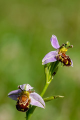 Wild Bee Orchid flower - Ophrys Apifera