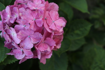 ピンク色の紫陽花