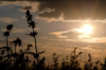 Obraz premium Silhouettes wild hemp against the beautiful evening sky. Cannabis on the field and the bright disk of the sun. The concept of legalizing or banning marijuana.