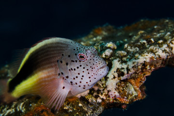 Close up of a Freckled hawkfish (Paracirrhites forsteri) laying on the reef.