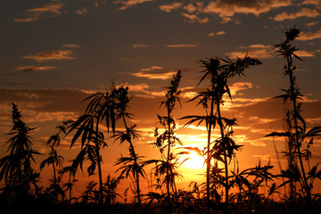 Silhouette of inflorescences on the tops of cannabis. Sunset against the backdrop of wild hemp. Background for information on the legalization or prohibition of marijuana use.