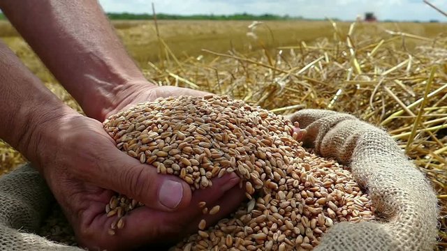 Wheat grain in a hand after good harvest of successful farmer, in a background agricultural machinery combine harvesters working on field, slow motion