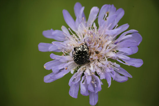 Blatthornk&auml;fer in Witwenblume