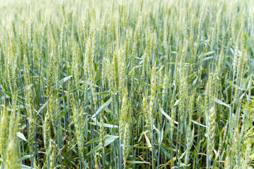 Green wheat field.