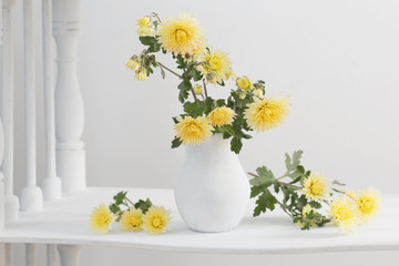 still life with chrysanthemums on white background