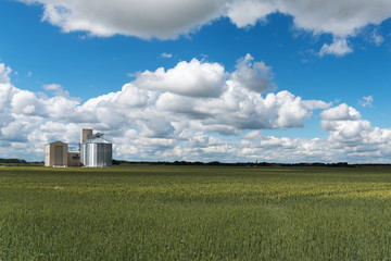 Fototapeta na wymiar Green wheat field.