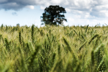 Fototapeta premium Green wheat field.