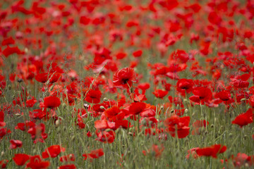 Fototapeta na wymiar A field full of red poppy flowers between grasses at the edge of the forest