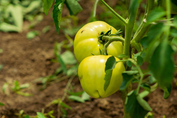 unripe tomatoes in a home garden