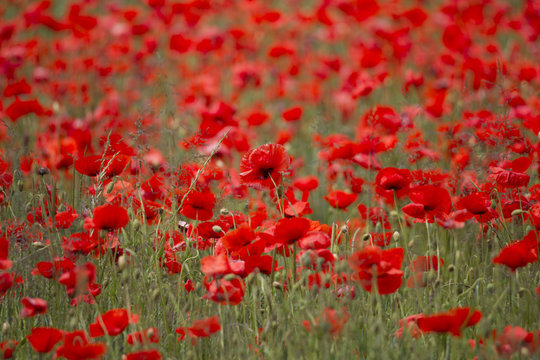 A field full of red poppy flowers between grasses at the edge of the forest © were