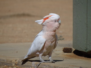 Major Mitchell's cockatoo, pink cockatoo, Northern territory, Australia