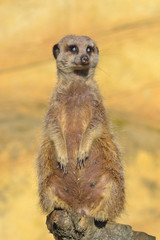 Fototapeta premium suricate