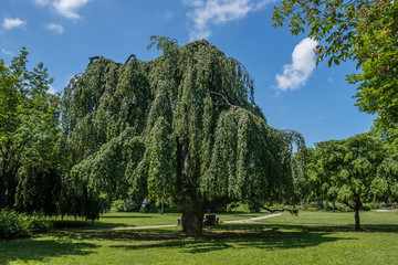 Alter Baum im Park