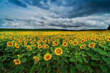 Feld mit Sonnenblumen